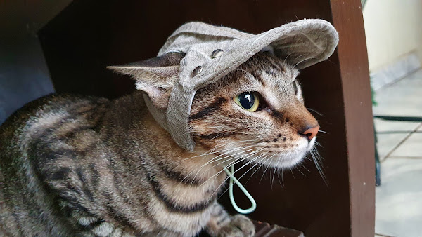 Foto 2 MONALINDA'S PET