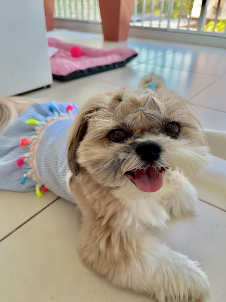 Foto 2 Pet filhos de patas