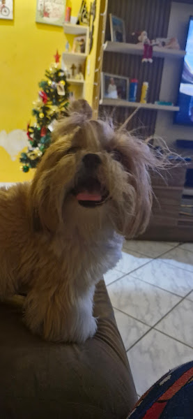 Foto 3 Pet filhos de patas