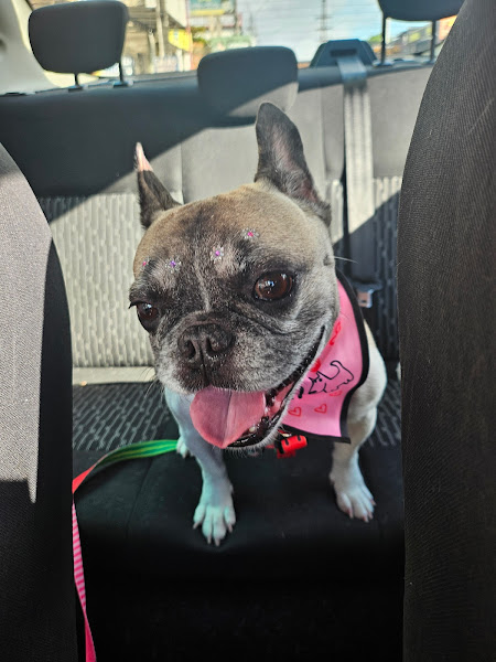 Foto 4 Pet filhos de patas