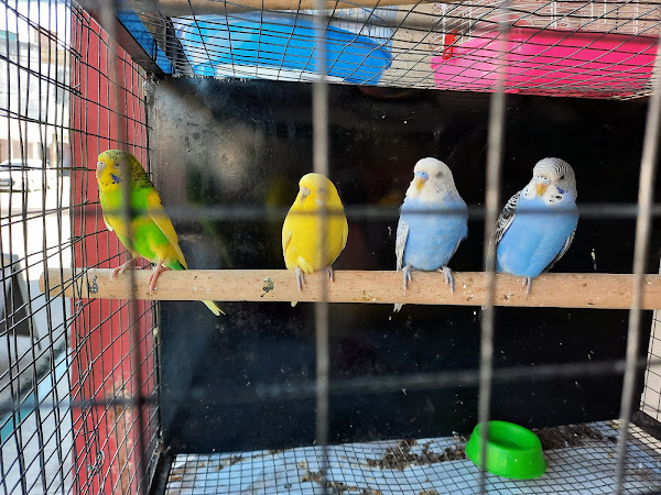 Foto 1 Zueira De Bicho Pet Shop