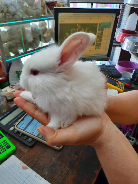 Foto 4 Zueira De Bicho Pet Shop