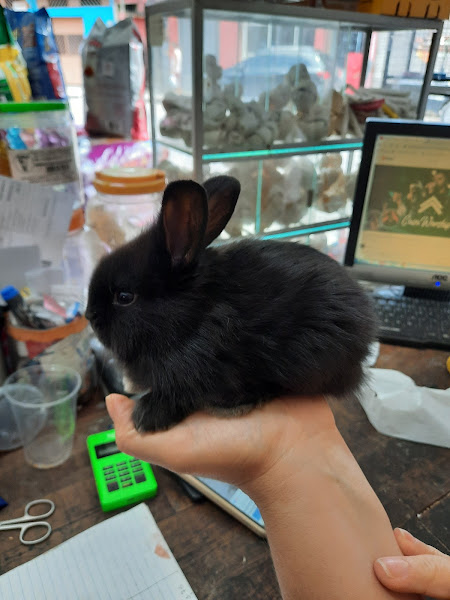 Foto 5 Zueira De Bicho Pet Shop