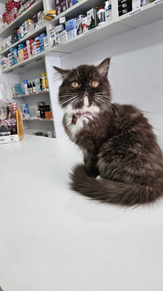 Foto 1 ROCK DOG CLINICA VETERINARIA E PET SHOP