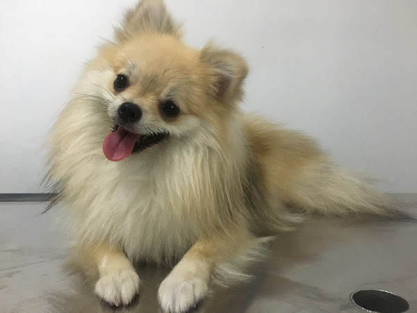 Foto 0 Pet Stop Animal Care | Unipet Manaus