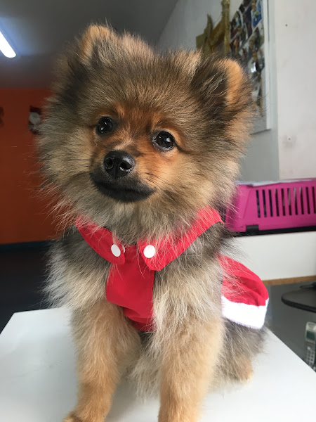 Foto 1 Pet Stop Animal Care | Unipet Manaus