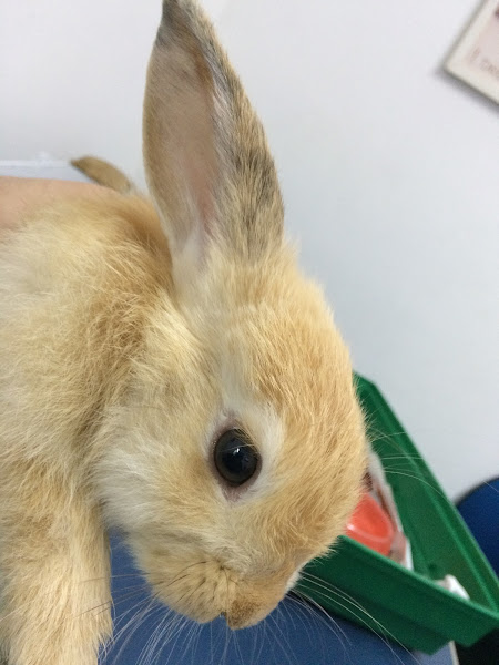 Foto 3 Pet Stop Animal Care | Unipet Manaus Foto 3 Pet Stop Animal Care | Unipet Manaus