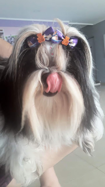 Foto 2 Clínica Veterinária Dr. Pires