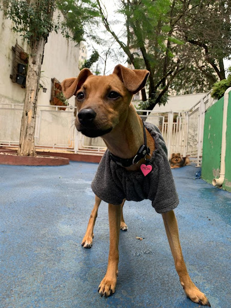 Foto 2 La Petite Sophie - Escola e Comportamento para cães de pequeno porte