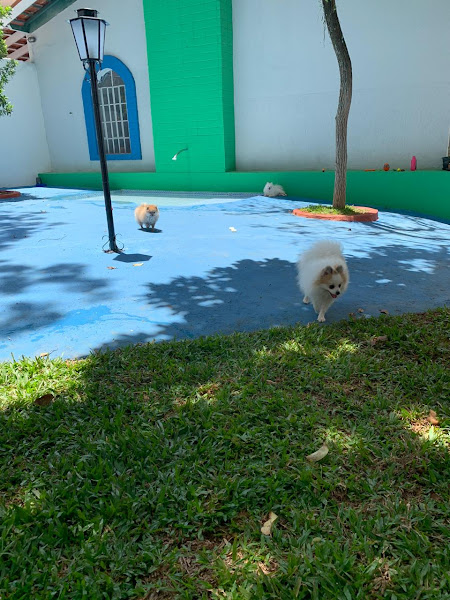 Foto 4 La Petite Sophie - Escola e Comportamento para cães de pequeno porte