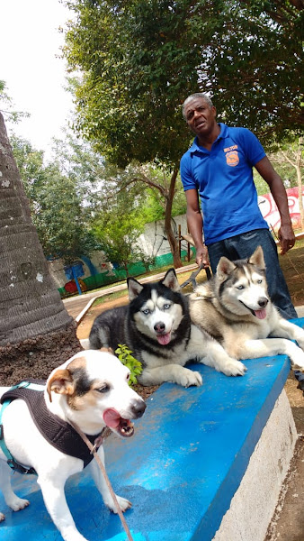 Foto 1 Hotelzinho e Adestramento de cães Anjos da Guarda