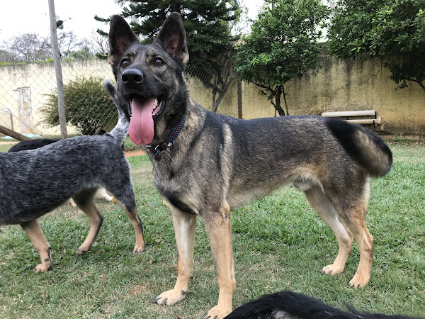 Caoportado Caoportado