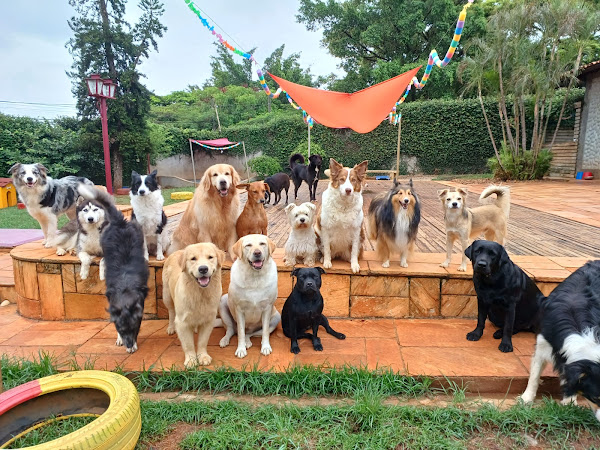 Foto 0 Au de Casa - Hotel, Creche e Adestramento para cães
