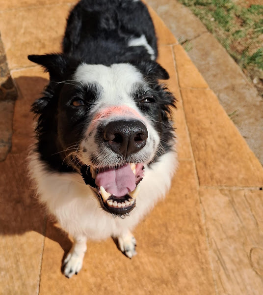 Foto 1 Au de Casa - Hotel, Creche e Adestramento para cães