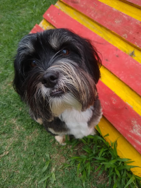 Foto 2 Au de Casa - Hotel, Creche e Adestramento para cães