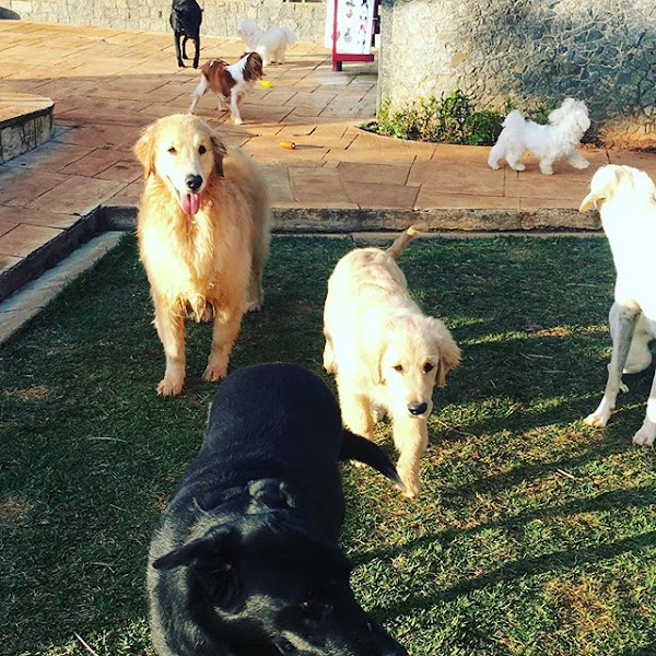 Foto 3 Au de Casa - Hotel, Creche e Adestramento para cães