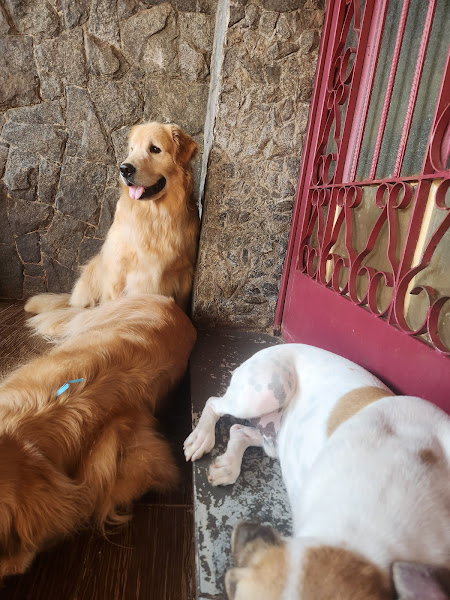 Foto 4 Au de Casa - Hotel, Creche e Adestramento para cães