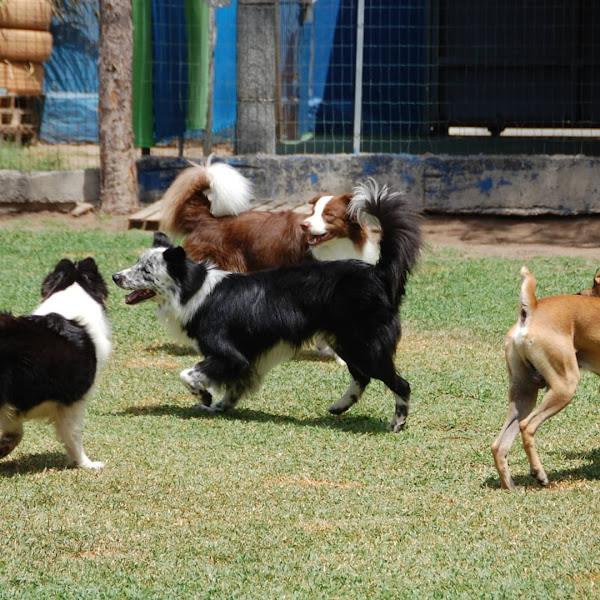 Foto 1 EAOS Dog Resort