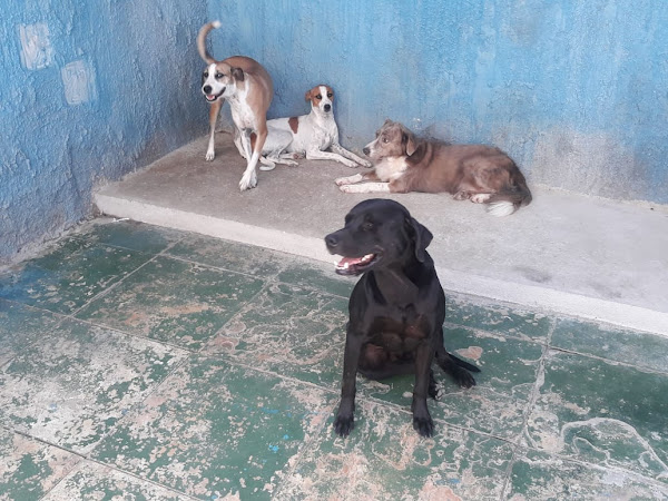 Foto 2 Familia Jeime Casa Canina Educador Juliano Jeime