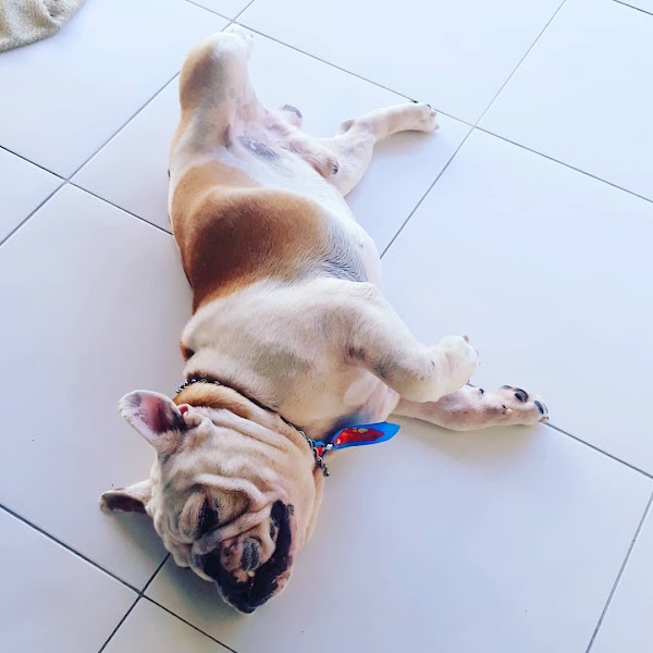 Foto 3 Familia Jeime Casa Canina Educador Juliano Jeime Foto 3 Familia Jeime Casa Canina Educador Juliano Jeime