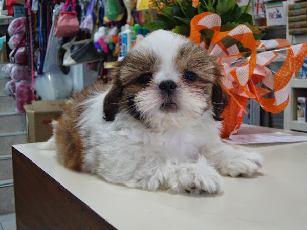 CEMEVI - Centro Médico Veterinário Icaraí CEMEVI - Centro Médico Veterinário Icaraí