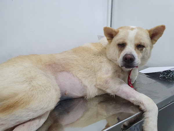 Vet Cat - Medicina de Felinos Vet Cat - Medicina de Felinos