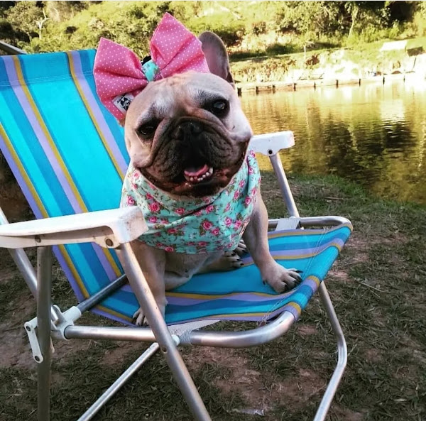 Foto 0 Clínica Veterinária Consulveter (Eldorado)