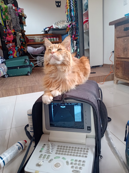 Foto 0 Clinica Veterinária Morada dos Animais