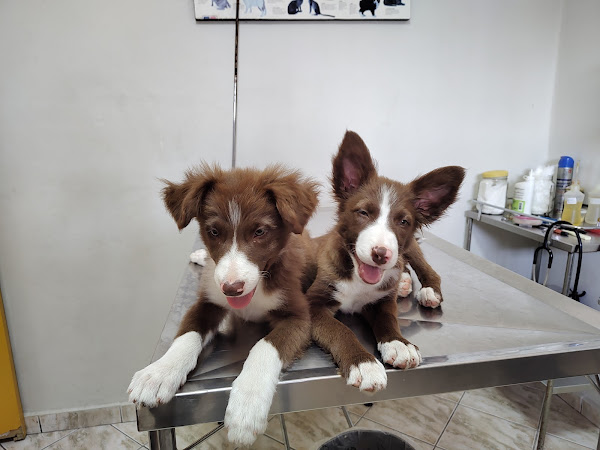 Foto 1 Clinica Veterinária Morada dos Animais