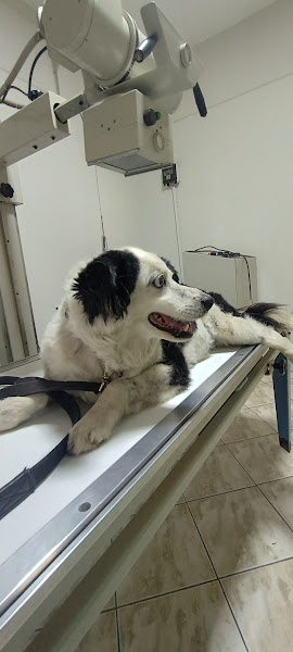 Foto 3 Clinica Veterinária Morada dos Animais