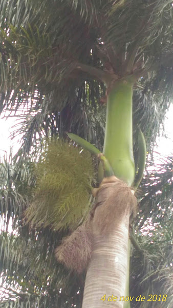 Tchutchukas Bar Drink's Tchutchukas Bar Drink's