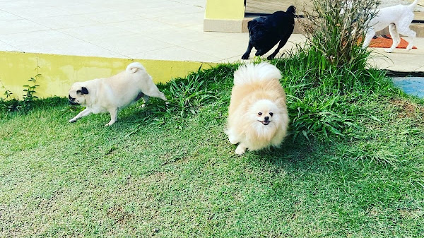 Cães Maravilhosos Cães Maravilhosos