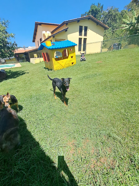 Foto 5 Cães Maravilhosos Foto 5 Cães Maravilhosos