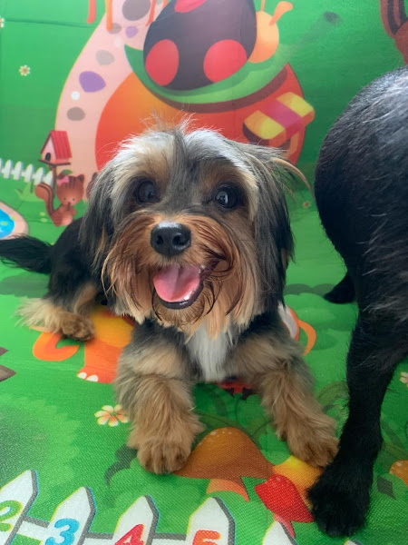 Foto 4 Clínica Veterinária Linares