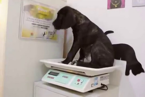 Foto 1 Vet Dort Hospital Veterinário