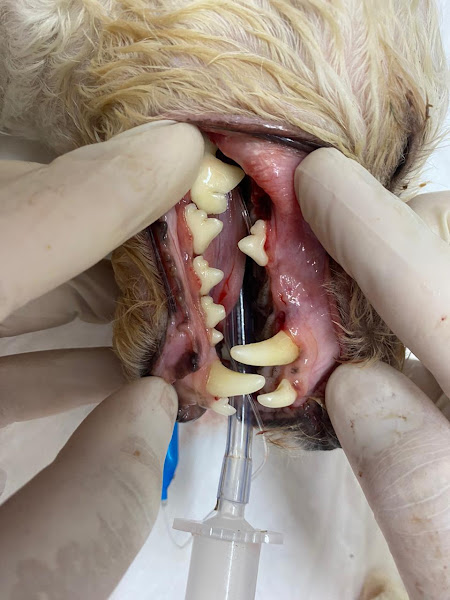 Foto 0 Meau & Cia Veterinária