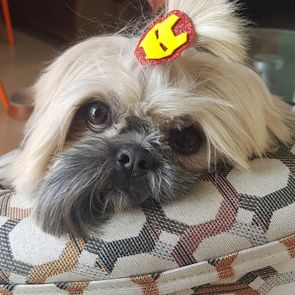 Foto 1 Dra. K Clínica Veterinária