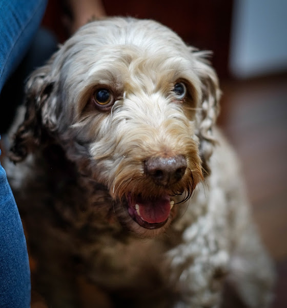 Foto 2 Dra. K Clínica Veterinária