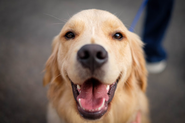 Foto 3 Dra. K Clínica Veterinária