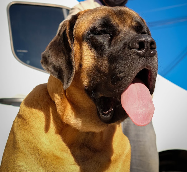 Foto 5 Dra. K Clínica Veterinária