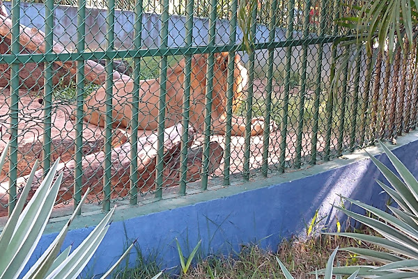 Foto 3 Zoológico da Cidade