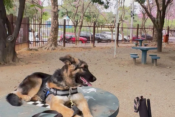 Foto 1 Teures K9 Foto 1 Teures K9