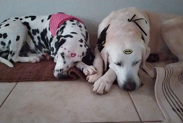 Pet Berndt Pet Berndt